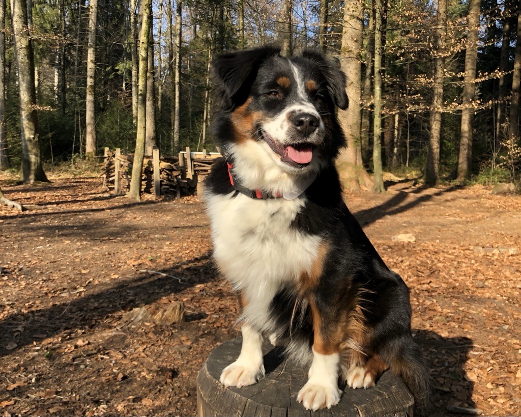 Hunde haben oft einen hohen Stellenwert im Leben der Menschen. Manche Hundebesitzer:innen teilen sogar Bett und Sofa mit den Vierbeinern.